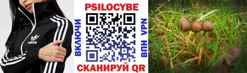 купить наркотик  Сенгилей  Галлюциногенные грибы GOLDEN TEACHER 